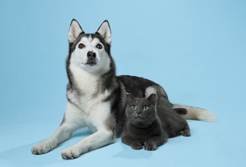 A Siberian Husky sits with a composed stance above a relaxed grey cat on a blue backdrop. Their contrasting demeanors create a captivating studio portrait