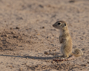 spotted ground squirrel