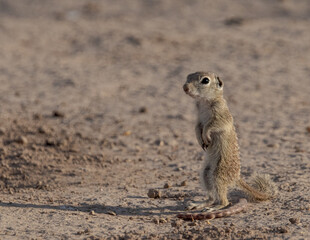 spotted ground squirrel