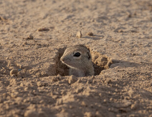 spotted ground squirrel