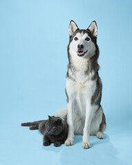 A Siberian Husky sits with a composed stance above a relaxed grey cat on a blue backdrop. Their contrasting demeanors create a captivating studio portrait