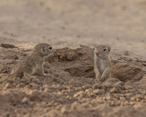 spotted ground squirrel