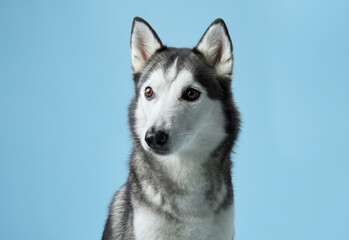 Fototapeta premium Alert Siberian Husky portrayed in a studio setting, displaying its piercing gaze. Dog portrait captures the breed's iconic markings and attentive expression, against a calm blue backdrop