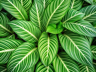 Vibrant green leaves with striking white stripes create a unique, visually appealing background, perfect for adding a fresh and natural touch to nature or botanical themed designs.