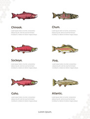 Types of Salmon vector art for wall decoration portrait