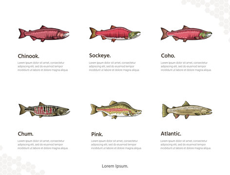 Types of Salmon vector art for wall decoration landscape