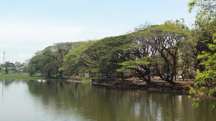 Obraz premium river in the forest
