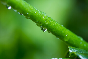 water drops on a grass