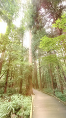 神秘的な遊歩道と松の木