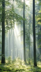 Serene forest bathed in soft light, showcasing tall trees amidst a lush green landscape, perfect for nature lovers and tranquil escapes.