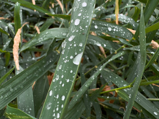 aloe vera plant