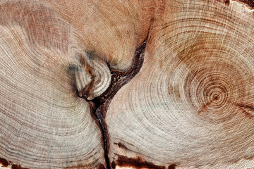 Wood pattern, detailed view of wooden surface with natural tree rings and knot of juniper, grain...