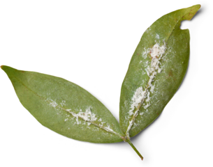 whiteflies infested leaves isolated white background, sap sucking tiny white flying insects infect green leaves in garden, common house plant pests