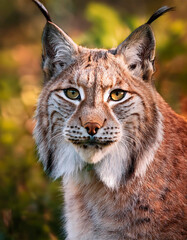 Fototapeta premium Bonito lince grande, de color rojo y gris.