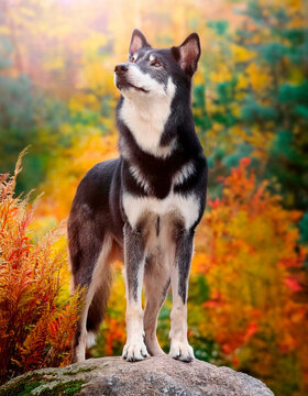 Bonito perro grande de raza lobo, de color blanco y negro, parado en una peque&ntilde;a piedra.