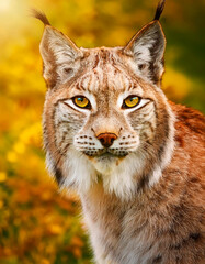 Obraz premium Hermoso lince grande, de color amarillo y blanco.