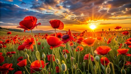 Obraz premium Vibrant red poppy flowers sway gently in a breathtaking landscape at sunset, as the warm golden light of the low-horizon sun casts a serene atmosphere.