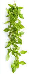 Obraz premium Fresh green basil leaves hanging elegantly, perfect for culinary, herbal, or gardening themes.
