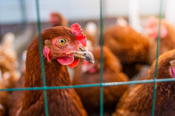 Lohmann brown chicken head close-up on a blurred background. A young chicken looks directly into the camera