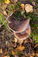 A closeup of a mushroom growing on the forest floor surrounded by grass and wood, showcasing the...
