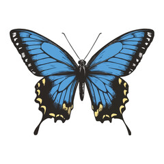 Blue butterfly vector clip art vector