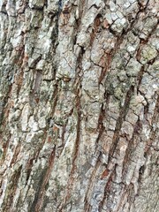 Background of bark from an old tree, kulit kayu
