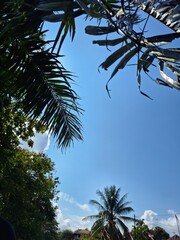 palm trees against blue sky © Muhammad