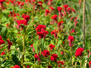 明日香村に咲くトサカケイトウ