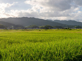 奈良県の明日香村に広がる田園風景