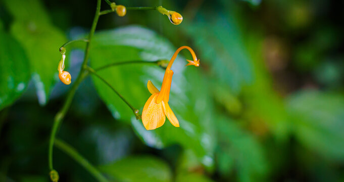 Beautiful Globba Schomburgkii yellow color wildflowers or Dancing Girl Ginger flower is a plant in the Ginger family.