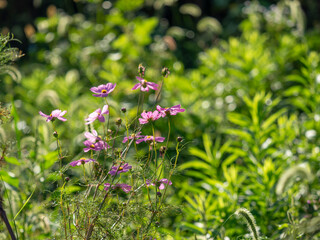 明日香村に咲く秋桜の花