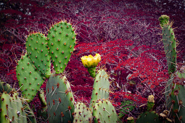 Arboretum Fall 2024 Collection