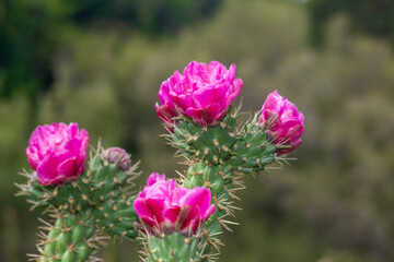 Arboretum Fall 2024 Collection