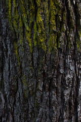 Fototapeta premium texture view of gray tree bark surface with green moss 