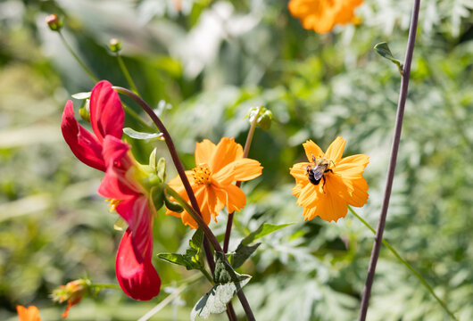 orange cosmos and a bee