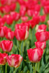 Obraz premium 色鮮やかで綺麗なチューリップの花