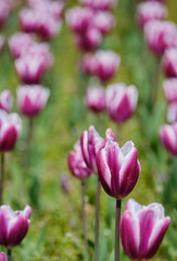 色鮮やかで綺麗なチューリップの花