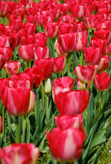 色鮮やかで綺麗なチューリップの花