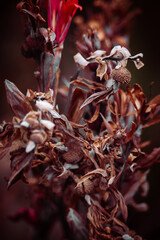 Arboretum Fall 2024 Collection