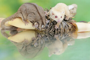 A pair of adult sugar gliders are eating banana flowers that have fallen to the ground. This mammal has the scientific name Petaurus breviceps.