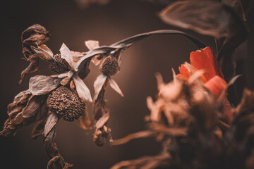 Arboretum Fall 2024 Collection