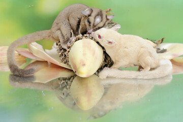A pair of adult sugar gliders are eating banana flowers that have fallen to the ground. This mammal...