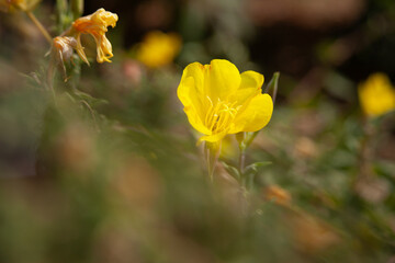 Arboretum Fall 2024 Collection