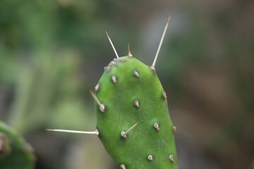 Arboretum Fall 2024 Collection