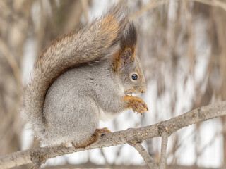 The squirrel with nut sits on tree in the winter or late autumn