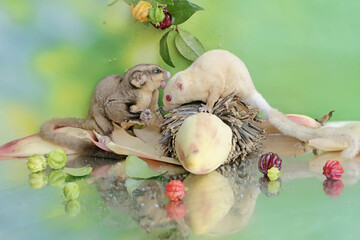 A pair of adult sugar gliders are eating surinam cherry fruit. This mammal has the scientific name Petaurus breviceps.