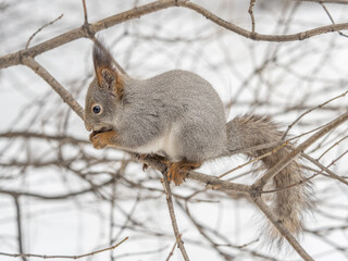 Obraz premium The squirrel with nut sits on tree in the winter or late autumn