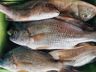 A close-up of fresh snapper fish neatly arranged in a market display. The distinct scales and...