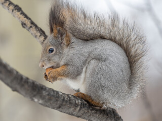 The squirrel with nut sits on tree in the winter or late autumn