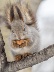 The squirrel with nut sits on tree in the winter or late autumn
